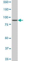 IHC-plus™ DNAJC10 Antibody (clone 3C4)