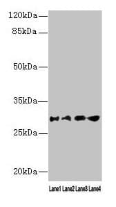 IHC-plus™ AQP1 / Aquaporin 1 Antibody