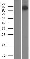 MMS19 Protein (Over-Expression Lysate Myc-DDK (Flag))