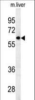 FBX09 / FBXO9 Antibody (aa346-373)