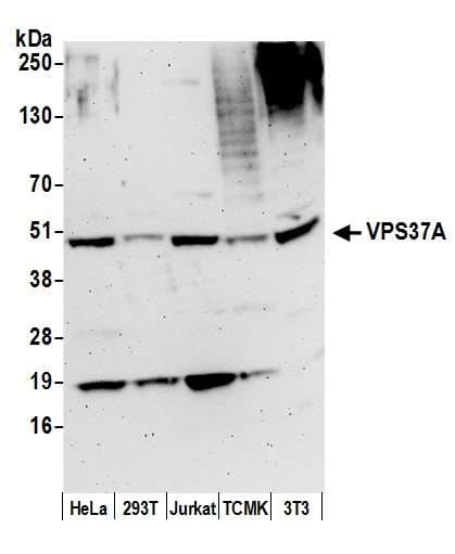 VPS37A Antibody (aa200-250)