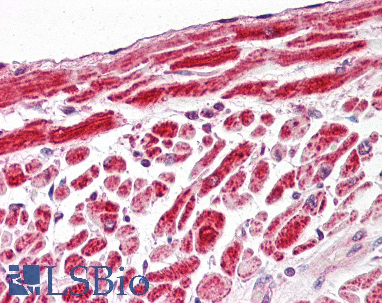 IHC-plus™ VDAC1 / PORIN Antibody (C-Terminus)