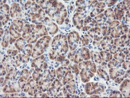 RGS16 Antibody (clone OTI3B4)