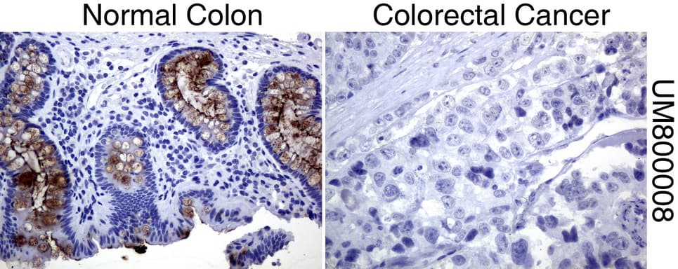 EMA / MUC1 Antibody (clone UMAB57, Carrier-free)