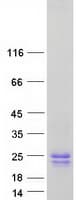 Human GYPC / Glycophorin C Protein (Recombinant Myc-DDK (Flag))