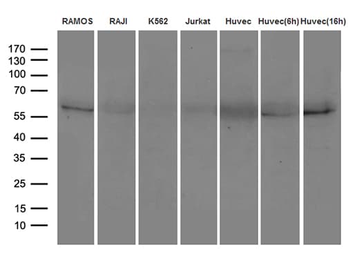 Monoclonal Mouse anti-Human CD275 / B7-H2 / ICOS Ligand Antibody (clone OTI2C5, Carrier-free, IHC, WB)