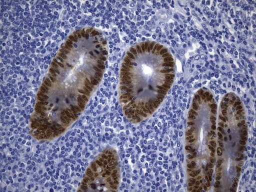 CDX2 Antibody (clone UMAB265)