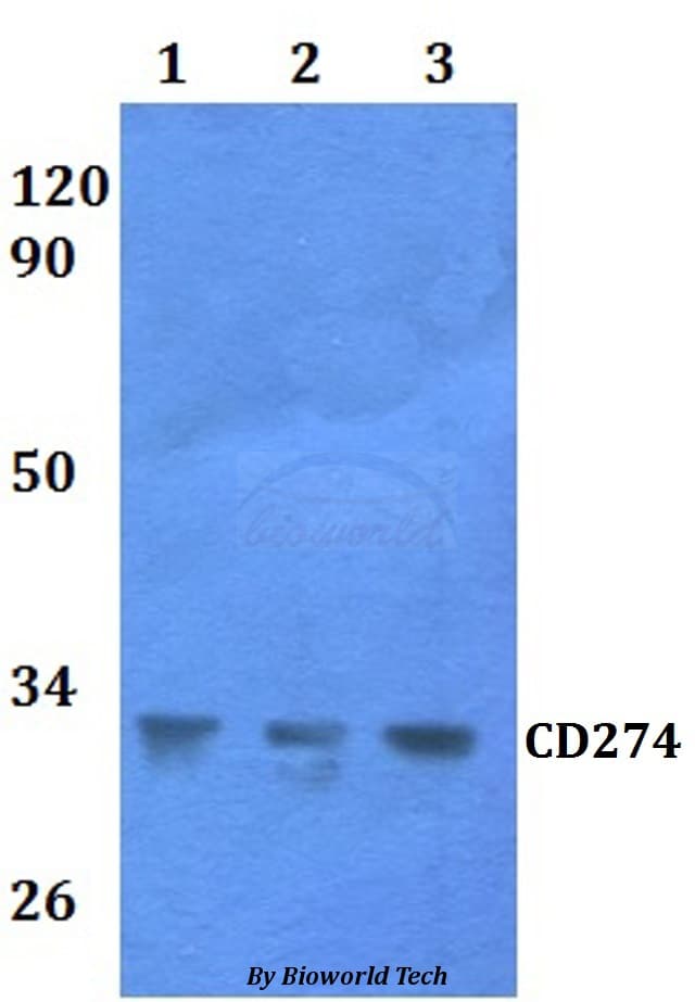 CD274 / B7-H1 / PD-L1 Antibody