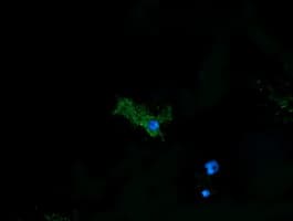 PDIA3 / ERp57 Antibody (aa140-505, clone OTI2D2)