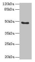 Polyclonal Rabbit anti-Human RBBP7 / RbAp46 Antibody (WB)
