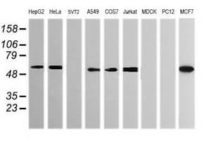 POGK Antibody (clone OTI4C8)