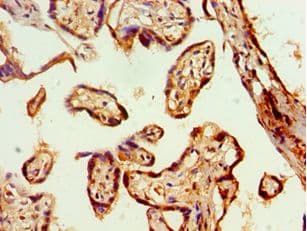GJA1 / CX43 / Connexin 43 Antibody (aa233-382)