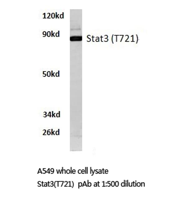 STAT3 Antibody (Thr721)