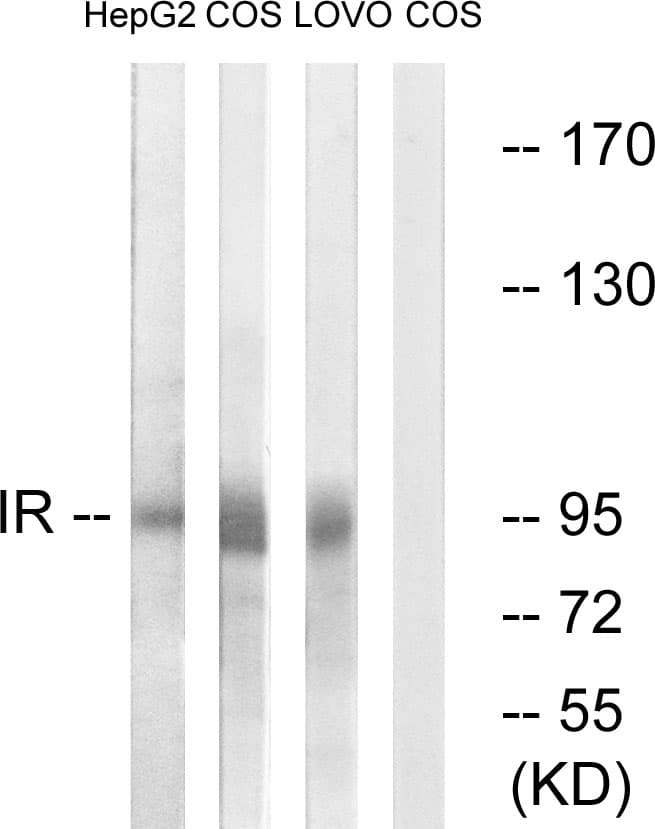Polyclonal Rabbit anti-Human INSR / Insulin Receptor Antibody (aa1321-1370, WB)