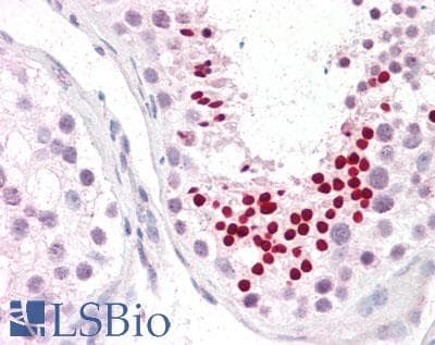 Encephalopsin / OPN3 Antibody (aa161-210)