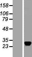 RASD2 Protein (Over-Expression Lysate Myc-DDK (Flag))
