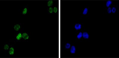 GATA1 Antibody (clone 4F5)