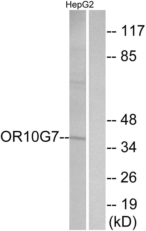 OR10G7 Antibody