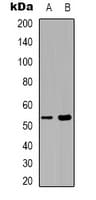 SEPT1 / Septin 1 Antibody (Internal)