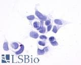 PathPlus™ GPR161 Antibody (N-Terminus)