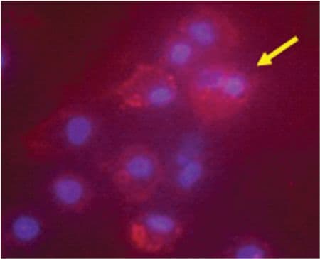 IDO1 / IDO Antibody