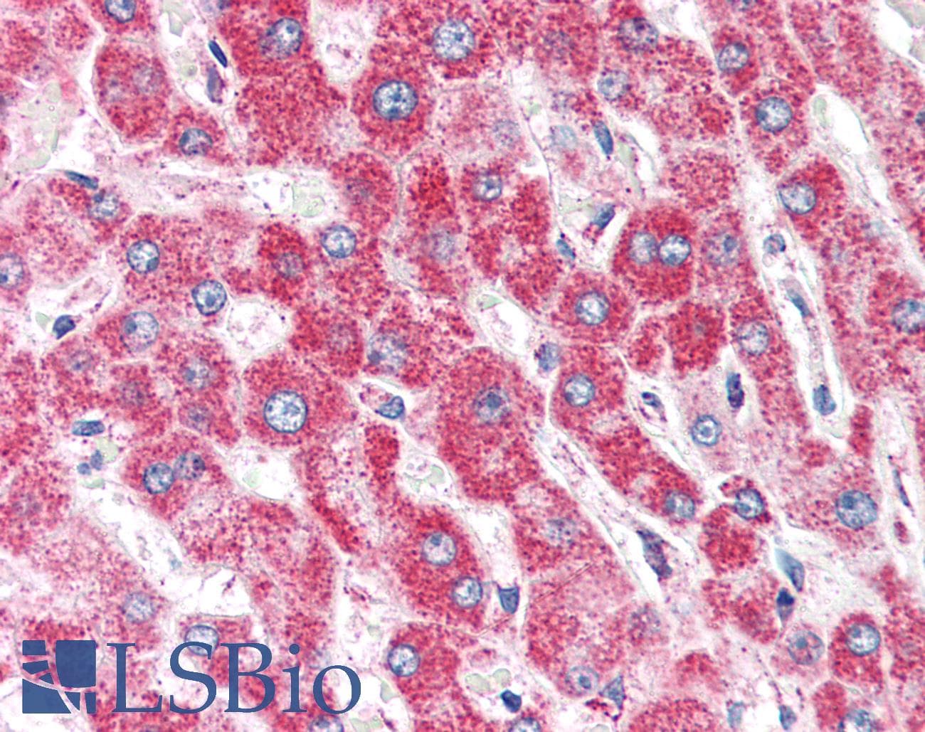 IHC-plus™ CLPP Antibody (aa265-277)