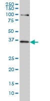 TCF19 / TCF-19 Antibody (clone 6D8)