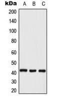 MAPK1 / ERK2 Antibody (Internal)
