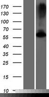 GK5 Protein (Over-Expression Lysate Myc-DDK (Flag))