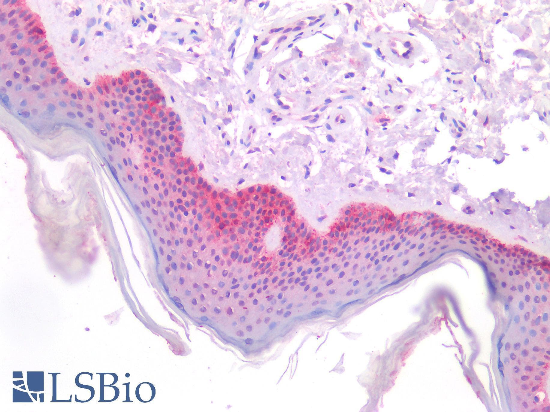 IHC-plus™ BMP4 Antibody