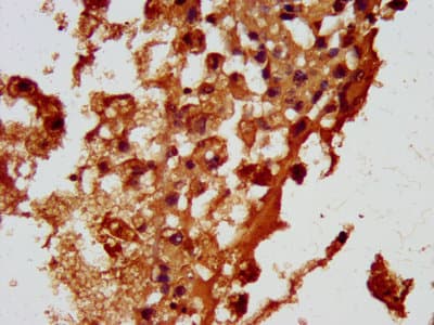 HBEGF / HB EGF Antibody