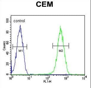Polyclonal Rabbit anti-Human C1orf42 / NICE-1 Antibody (aa1-30, IHC, WB)