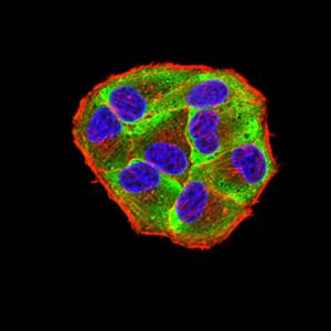 Monoclonal Mouse anti-Human EIF4EBP1 / 4EBP1 Antibody (clone 1E2E7, phospho-Ser65, IHC)