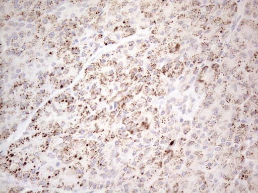 BP1 / DLX4 Antibody (clone OTI7C8, Carrier-free)