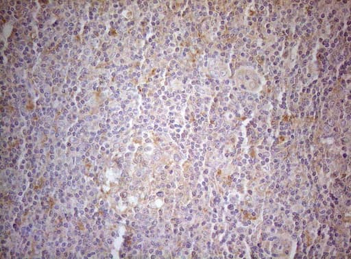 MXD4 Antibody (clone OTI7F7)