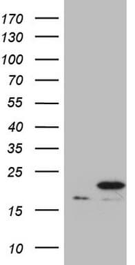 PPIF / Cyclophilin F Antibody (clone OTI1G8)
