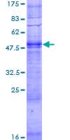 Human OR17-40 / OR3A1 Protein (Recombinant GST)