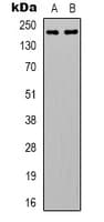 MYH14 Antibody (Internal)
