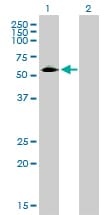 CD33 Antibody (clone 2D12-G4)
