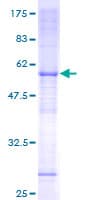 Human FAM210A Protein (Recombinant GST)