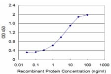 IHC-plus™ CBS Antibody (clone 6B8)