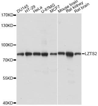 LZTS2 Antibody
