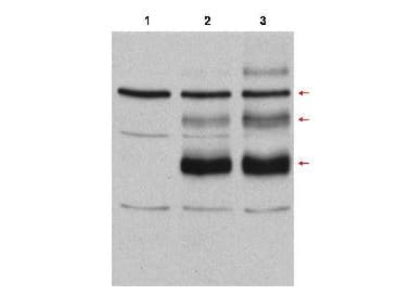 MYB / c-Myb Antibody (Internal)