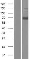 ANKLE1 Protein (Over-Expression Lysate Myc-DDK (Flag))