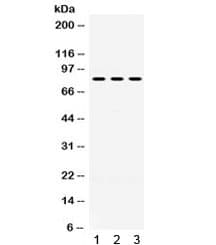 Polyclonal Rabbit anti-Human PAK7/PAK5 Antibody (IHC, WB)