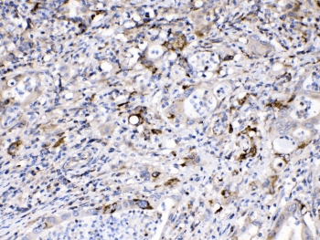 BAX Antibody