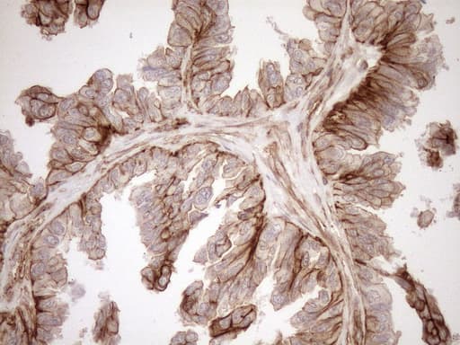 EPLIN Antibody (aa1-275, clone OTI8F7)