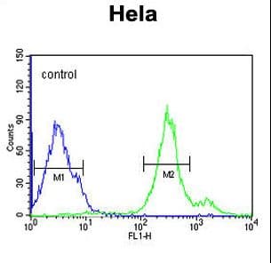 Polyclonal Rabbit anti-Human CYC1 / Cytochrome C-1 Antibody (aa259-287, IHC, WB)