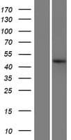 KIAA0930 Protein (Over-Expression Lysate Myc-DDK (Flag))