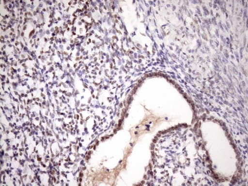ZC3H8 Antibody (clone OTI9F11, Carrier-free)